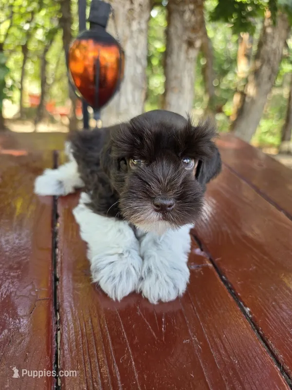 Socks, AKC imported champion lines – Miniature Schnauzer puppy for sale in Saratoga Springs, UT