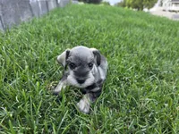 Everett - AKC , Imported champion lines, a male Miniature Schnauzer for sale in Saratoga Springs, UT – 4 of 6