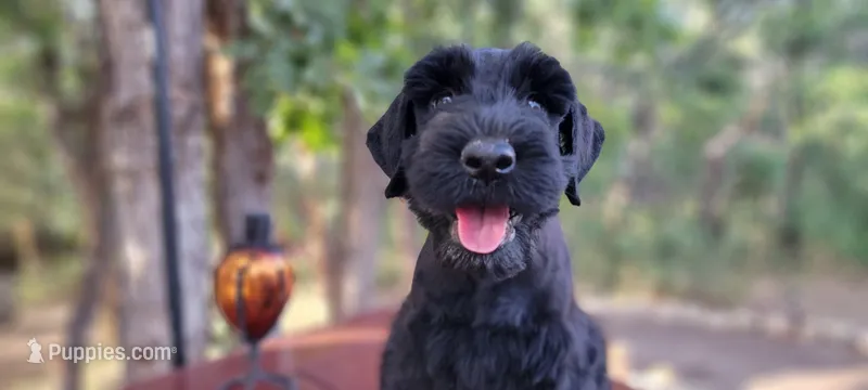 Sabine – AKC Black Giant Schnauzer Puppy | Russian Champion Lines – Giant Schnauzer puppy for sale in Saratoga Springs, UT