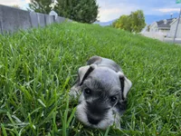 Everett - AKC , Imported champion lines, a male Miniature Schnauzer for sale in Saratoga Springs, UT – 2 of 6