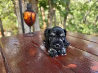 Opal - AKC miniature schnauzer, a female Miniature Schnauzer for sale in Saratoga Springs, UT – 3 of 4