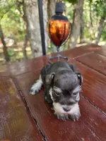 Hazel , AKC Miniature schnauzer, a female Miniature Schnauzer for sale in Saratoga Springs, UT – 4 of 6