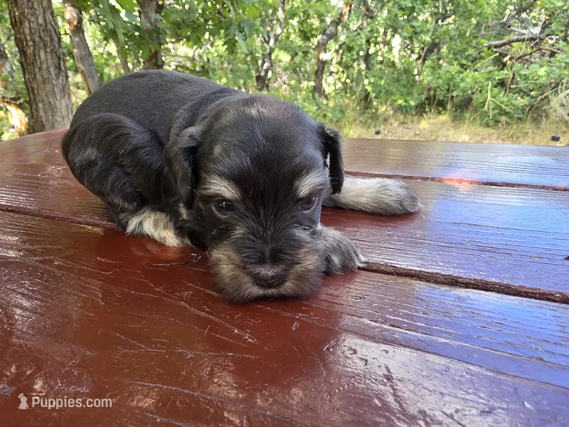 Jacob – AKC Liver & Tan Miniature Schnauzer Puppy – Miniature Schnauzer puppy on hold in Saratoga Springs, UT