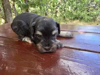 Jacob – AKC Liver & Tan Miniature Schnauzer Puppy, a male Miniature Schnauzer for sale in Saratoga Springs, UT – 1 of 6