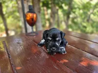 Opal - AKC miniature schnauzer, a female Miniature Schnauzer for sale in Saratoga Springs, UT – 4 of 4