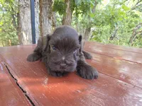 Jasper – AKC Solid Liver Miniature Schnauzer Puppy, a male Miniature Schnauzer for sale in Saratoga Springs, UT – 2 of 4