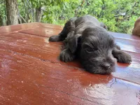 Alice – AKC Solid Liver Miniature Schnauzer Puppy, a male Miniature Schnauzer for sale in Saratoga Springs, UT – 6 of 6