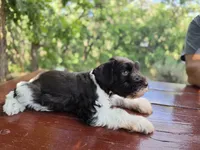 River , AKC miniature schnauzer, a male Miniature Schnauzer for sale in Saratoga Springs, UT – 4 of 8