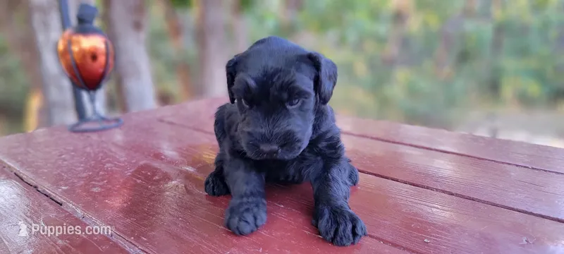 Vesper – AKC Black Giant Schnauzer Puppy | Russian Champion Lines – Giant Schnauzer puppy for sale in Saratoga Springs, UT