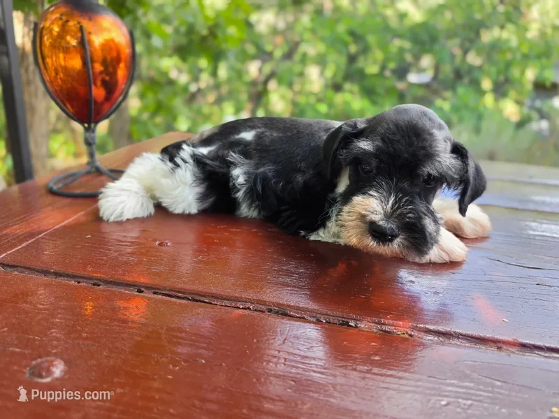 Clover – Miniature Schnauzer puppy for sale in Saratoga Springs, UT