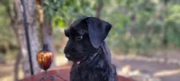 Sabine – AKC Black Giant Schnauzer Puppy | Russian Champion Lines, a female Giant Schnauzer for sale in Saratoga Springs, UT – 4 of 8