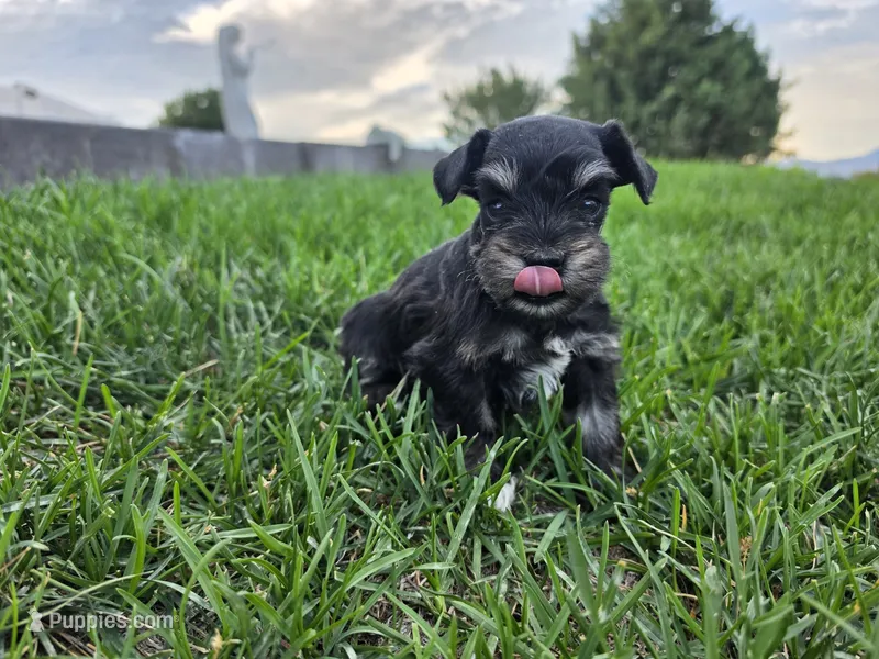 Piper - AKC , Imported champion lines – Miniature Schnauzer puppy on hold in Saratoga Springs, UT