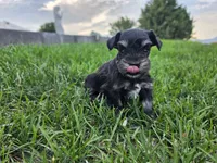Piper - AKC , Imported champion lines, a female Miniature Schnauzer for sale in Saratoga Springs, UT – 1 of 5