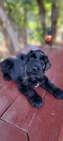 Sloane– AKC Black Giant Schnauzer Puppy | Russian Champion Lines, a female Giant Schnauzer for sale in Saratoga Springs, UT – 9 of 9