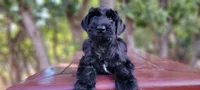 Sloane– AKC Black Giant Schnauzer Puppy | Russian Champion Lines, a female Giant Schnauzer for sale in Saratoga Springs, UT – 4 of 9