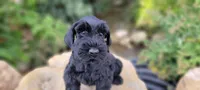 Vesper – AKC Black Giant Schnauzer Puppy | Russian Champion Lines, a female Giant Schnauzer for sale in Saratoga Springs, UT – 6 of 9