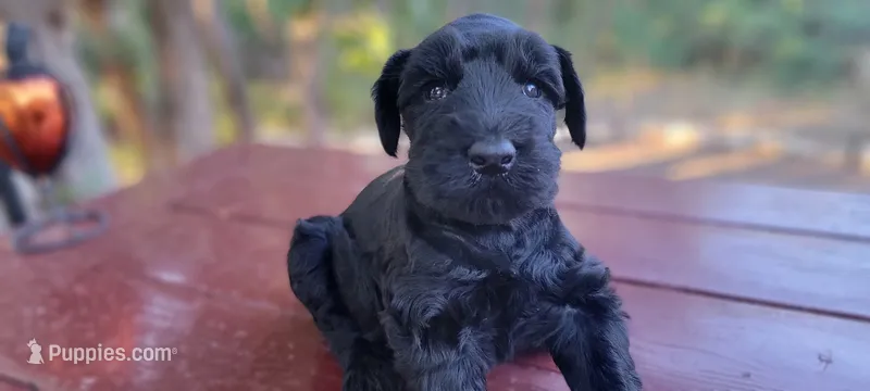 Sabine – AKC Black Giant Schnauzer Puppy | Russian Champion Lines – Giant Schnauzer puppy for sale in Saratoga Springs, UT