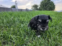 Piper - AKC , Imported champion lines, a female Miniature Schnauzer for sale in Saratoga Springs, UT – 3 of 5