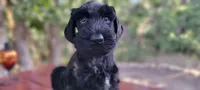 Sloane– AKC Black Giant Schnauzer Puppy | Russian Champion Lines, a female Giant Schnauzer for sale in Saratoga Springs, UT – 6 of 9