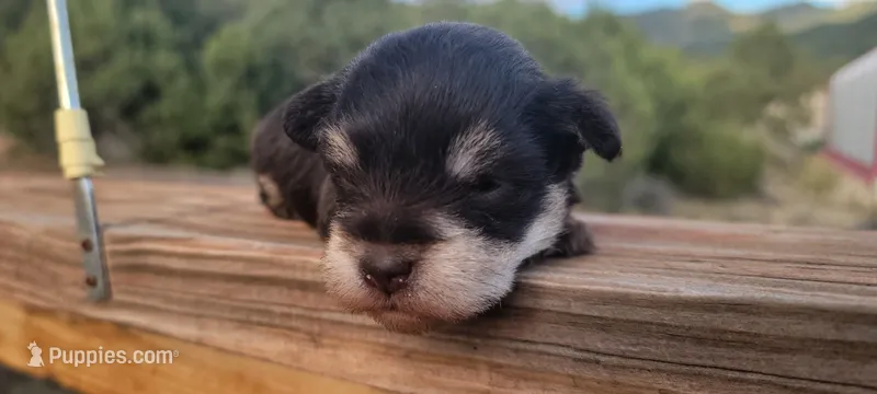 Hazel , AKC Miniature schnauzer – Miniature Schnauzer puppy for sale in Saratoga Springs, UT