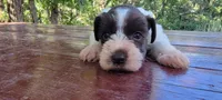 Olive , a female Miniature Schnauzer for sale in Saratoga Springs, UT – 1 of 2