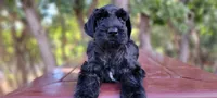 Sloane– AKC Black Giant Schnauzer Puppy | Russian Champion Lines, a female Giant Schnauzer for sale in Saratoga Springs, UT – 7 of 9