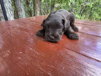 Alice – AKC Solid Liver Miniature Schnauzer Puppy, a male Miniature Schnauzer for sale in Saratoga Springs, UT – 2 of 6