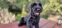 Vesper – AKC Black Giant Schnauzer Puppy | Russian Champion Lines, a female Giant Schnauzer for sale in Saratoga Springs, UT – 9 of 9