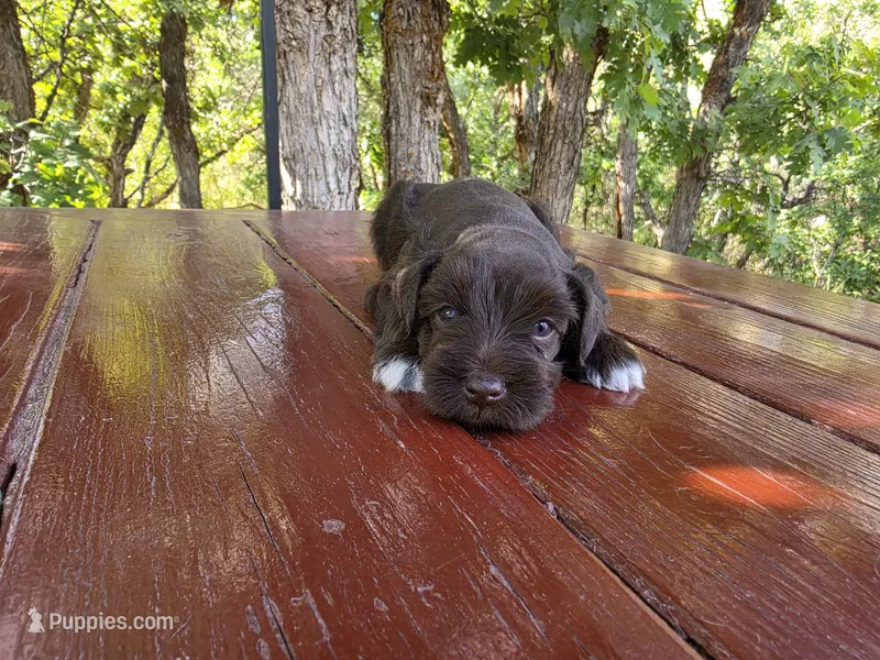 Edward – AKC Liver Miniature Schnauzer – Miniature Schnauzer puppy for sale in Saratoga Springs, UT