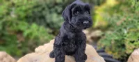 Vesper – AKC Black Giant Schnauzer Puppy | Russian Champion Lines, a female Giant Schnauzer for sale in Saratoga Springs, UT – 2 of 9