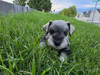 Everett - AKC , Imported champion lines, a male Miniature Schnauzer for sale in Saratoga Springs, UT – 6 of 6