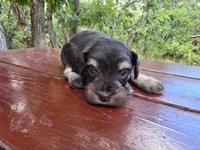 Jacob – AKC Liver & Tan Miniature Schnauzer Puppy, a male Miniature Schnauzer for sale in Saratoga Springs, UT – 5 of 6