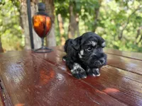 Opal - AKC miniature schnauzer, a female Miniature Schnauzer for sale in Saratoga Springs, UT – 2 of 4