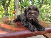 Harry — AKC Liver Miniature Schnauzer, Ready Now, a male Miniature Schnauzer for sale in Saratoga Springs, UT – 1 of 7