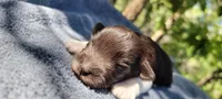 Socks, AKC imported champion lines, a male Miniature Schnauzer for sale in Saratoga Springs, UT – 1 of 5