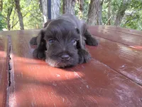 Jasper – AKC Solid Liver Miniature Schnauzer Puppy, a male Miniature Schnauzer for sale in Saratoga Springs, UT – 3 of 4