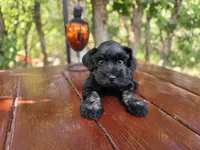 Ivy- AKC , Imported champion lines, a female Miniature Schnauzer for sale in Saratoga Springs, UT – 3 of 4