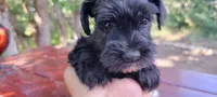 Walter, a male Miniature Schnauzer for sale in Saratoga Springs, UT – 2 of 2
