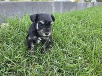 Piper - AKC , Imported champion lines, a female Miniature Schnauzer for sale in Saratoga Springs, UT – 4 of 5