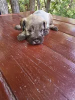 Esme – AKC Liver Pepper Miniature Schnauzer Puppy, a male Miniature Schnauzer for sale in Saratoga Springs, UT – 2 of 4