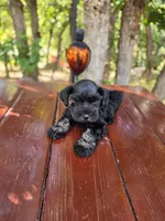 Ivy- AKC , Imported champion lines, a female Miniature Schnauzer for sale in Saratoga Springs, UT – 1 of 4