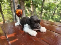 River , AKC miniature schnauzer, a male Miniature Schnauzer for sale in Saratoga Springs, UT – 8 of 8