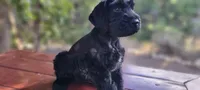 Sloane– AKC Black Giant Schnauzer Puppy | Russian Champion Lines, a female Giant Schnauzer for sale in Saratoga Springs, UT – 8 of 9