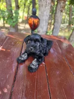 Ivy- AKC , Imported champion lines, a female Miniature Schnauzer for sale in Saratoga Springs, UT – 2 of 4