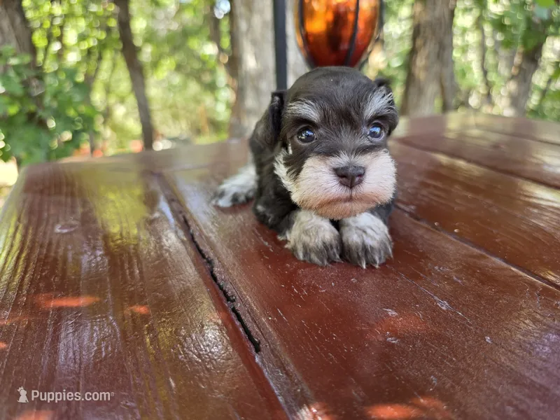 Hazel , AKC Miniature schnauzer, a female Miniature Schnauzer for sale in Saratoga Springs, UT – 1 of 6