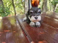Hazel , AKC Miniature schnauzer, a female Miniature Schnauzer for sale in Saratoga Springs, UT – 1 of 6