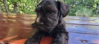 Harry, champion imported lines, a male Miniature Schnauzer for sale in Saratoga Springs, UT – 2 of 3