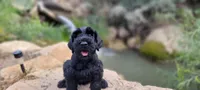 Vesper – AKC Black Giant Schnauzer Puppy | Russian Champion Lines, a female Giant Schnauzer for sale in Saratoga Springs, UT – 7 of 9