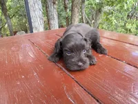 Alice – AKC Solid Liver Miniature Schnauzer Puppy, a male Miniature Schnauzer for sale in Saratoga Springs, UT – 5 of 6