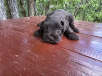 Alice – AKC Solid Liver Miniature Schnauzer Puppy, a male Miniature Schnauzer for sale in Saratoga Springs, UT – 4 of 6